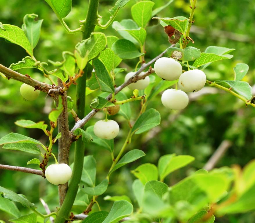 WHITE BERRY